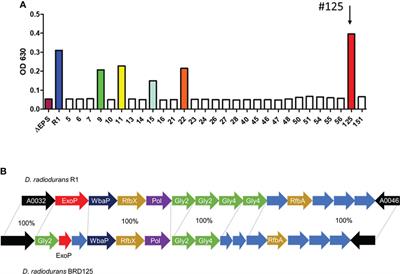 Radioprotection of deinococcal exopolysaccharide BRD125 by regenerating hematopoietic stem cells